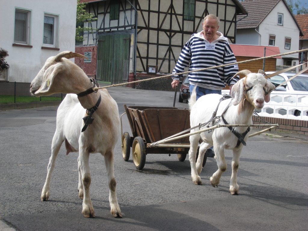 Gespann mit zwei weißen Ziegen des Ziegenzuchtvereins