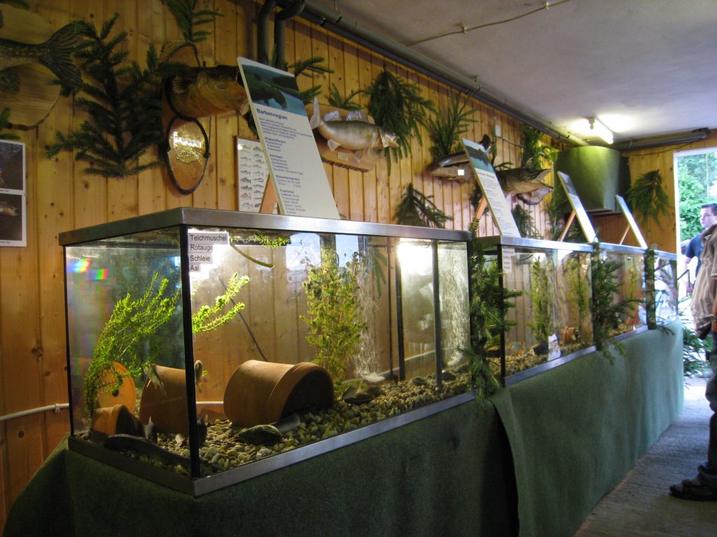 Angelverein stellt in Aquarien Fische aus